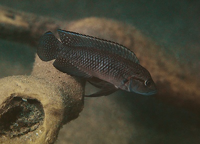 Telmatochromis macrolepis 'Magara'